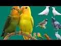Lagu 13 Jenis Burung cantik dan Lucu, Burung alap-alap, Burung pelikan,Burung Beo.