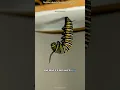 Download Lagu From Bug to Butterfly 🦋 | Mind-Blowing Transformation