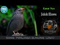 Download Lagu Masteran Jalak Klawu Nembak kasar 🔴 Masteran Mistis dari GN Lawu !!!