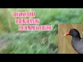 Download Lagu Rekaman Suara burung bantiung/mandar/peruk original