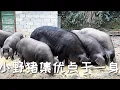 Download Lagu 【艷陽天】這些小野豬其實集優點於一身