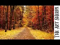 Autumn Forest landscape How to paint acrylics for beginners Paint Night at Home