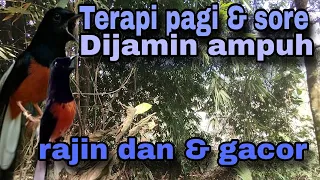 pancingan murai batu agar bunyi jitu untuk jadikan murai batu gacor emosi 