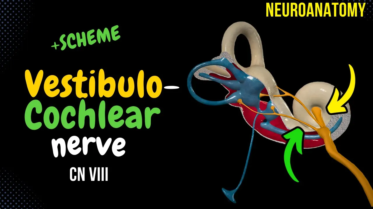 CN 8: Vestibulocochlear Nerve (Scheme, Inner Ear, Pathway) \| Neuroanatomy