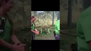 انظر الى قوة الأسد الهائلة مقابل أقوى ثلاث لاعبين كمال أجسام الاسد مقابل الانسان 