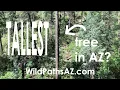 Tallest Tree in Arizona