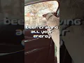 Maintenance - From Flowers [Lyric Video]