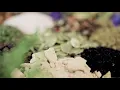 MUDDY TIGER - MINNESOTA S FIRST ONLY MARATHI CUISINE FOOD TRUCK