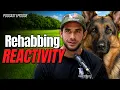 How We Rehabbed a Reactive Dog In 4 Steps