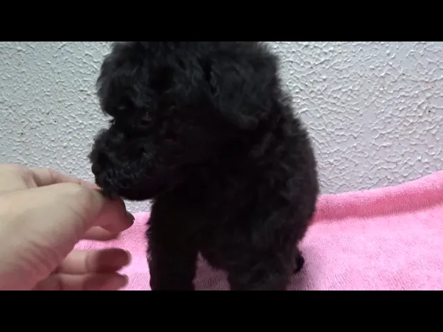 動画