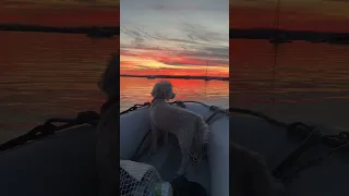Napoleon loves it! #electricsailboat #liveaboard #boatdog