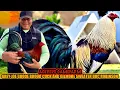 Grey Joe Goode Brood Cock And Gilmore Sweater Doc Robinson ACEVEDO GAMEFARM
