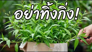 เก็บกินไม่ทัน!  ปลูก 'ผักแพว' สไตล์คนขี้เกียจ    | Nava DIY
