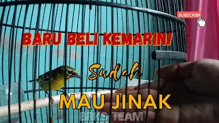 Download LAKUKAN SEPERTI INI, burung ombyokan bisa lebih Jinak. MP3