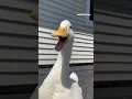 Download Lagu Quack, quack (cute duck)