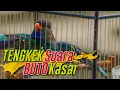 MASTERAN TENGKEK BUTO SUARA ASLI UNTUK MURAI BATU