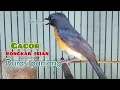 Download Lagu Tledekan bakau gacor bongkar isian