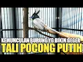 Download Lagu KEMUNCULAN BURUNG TALI POCONG PUTIH DAN MANDI INJAP BIKIN GEGER SATU PASAR !