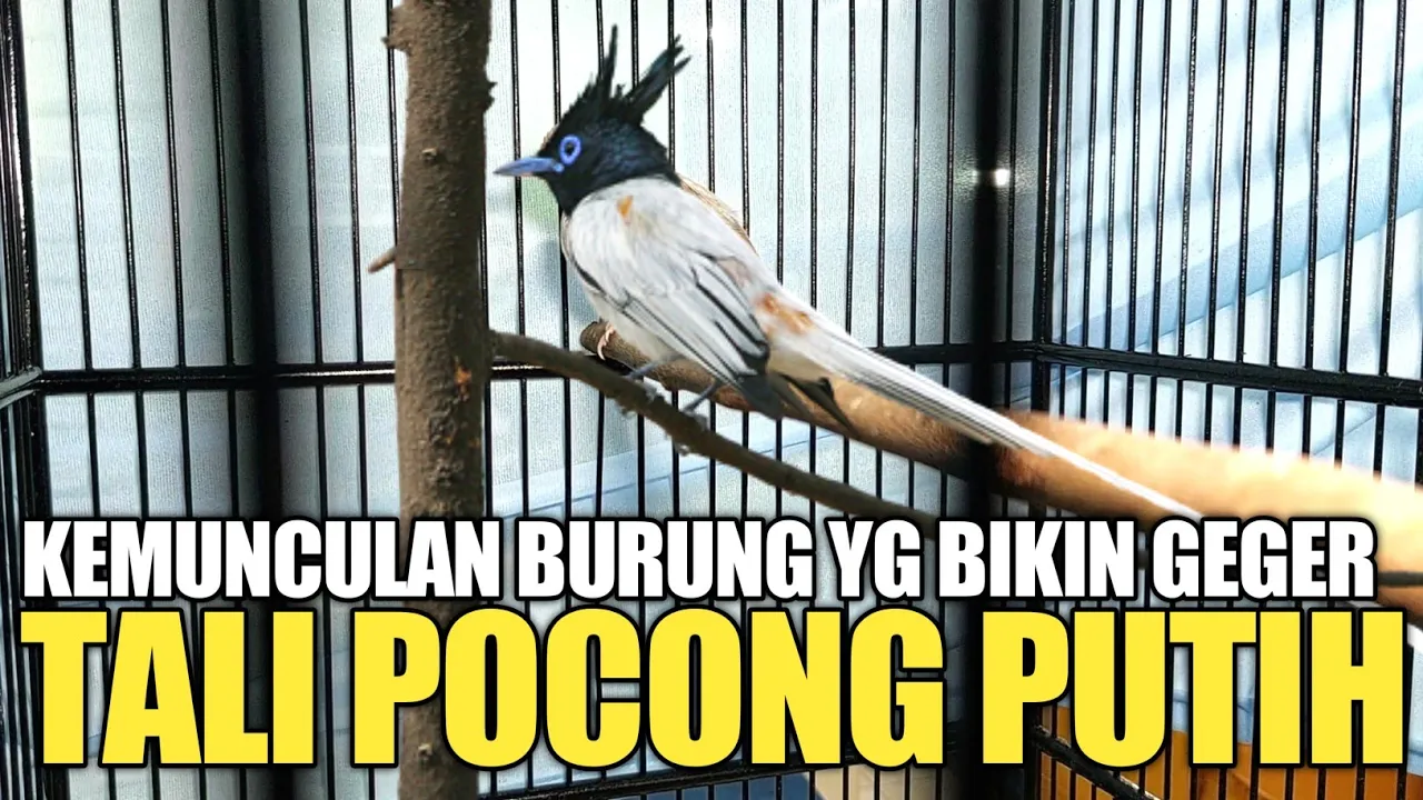 KEMUNCULAN BURUNG TALI POCONG PUTIH DAN MANDI INJAP BIKIN GEGER SATU PASAR !