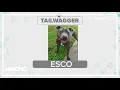 Tuesday Tailwagger Meet Esco