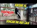 Download Lagu KACER KONSLET ISIAN SADIS | KAISAR 15