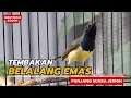 Download Lagu Masteran Sogon Tembakan Belalang Emas
