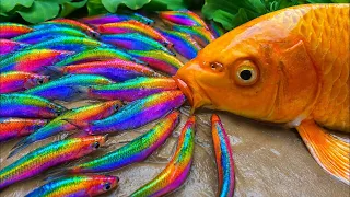 Menangkap Ikan Akuarium Air Tawar di Kolam Kecil: Bayi Kura-kura, Ikan Mas Koki, Ikan Nemo