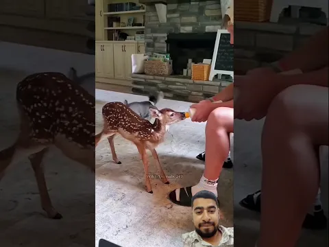 #deer #wildlife #animals #animals #funny # #nest #comedy #memes #memes #birds #cuteduck #meme
