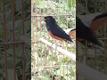 Download Lagu Suara Burung Shama Pantat Putih yang Menakjubkan Bernyanyi dan Berkicau