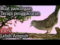 Download Lagu PERKUTUT LOKAL GACOR DI SAWAH‼️ DIPAGI HARI COCOK UNTUK PANCINGAN \u0026 PENGGACORAN. 
