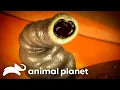 Download Lagu A Mother Accidentally Gave Her Child Parasite | Monsters Inside Me | Animal Planet