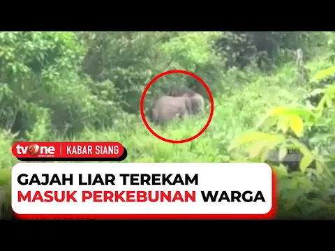 Meresahkan Warga, Gajah Liar Rusak Perkebunan Sawit di Indragiri