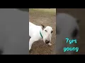 NSW Bull Terrier Rescue - Adopt ROGUE
