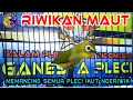Download Lagu Riwikan Maut Pleci ini Ampuh memancing Pleci lain Ikut Ngeriwik gacor Sampai Buka paruh