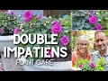 Double Impatiens Care Friday Plant Chat