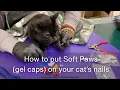 Download Lagu How to put Soft Paws gel caps on your cat’s nails