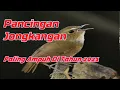 Download Lagu Pancingan Jongkangan Agar Cepat Bunyi dan paling ampuh di 2021