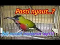 Download Lagu Kolibri Merak / Kolibri Gunung, Pancingan ampuh !!!