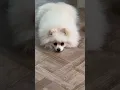 Download Lagu Hungry 🤤 🤣🤣 #pomeranian
