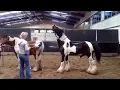 Horse Mating and Breeding Close Up