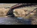 Blackwater River West Virginia trout stocking