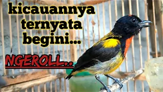 suara kicauan burung pentis kumbang gacor ngeroll mantab untuk masteran dan isian