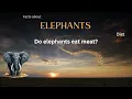Elephant Fact 24 - Do elephants eat meat