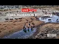 Download Lagu Moela Safari Lodge LIVE - Zebra Migration | Boteti River, Botswana
