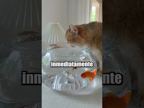 🐱 Encontró un truco para que su gata bebiera más… pero salió mal