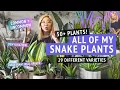 ALL OF MY SNAKE PLANTS showing you my entire collection of different Sansevieria varieties