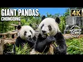Giant Pandas Chongqing Zoo 4K Adorable Pandas China s National Treasure