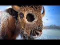 Download Lagu Rescue Story: Full Video: 3 Powerful Animal Rescue Stories (Part 23)