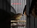 Download Lagu Burung flamboyan gacor di malam gari #flamboyan #birds #burung #werganjawa #flamboyangacor