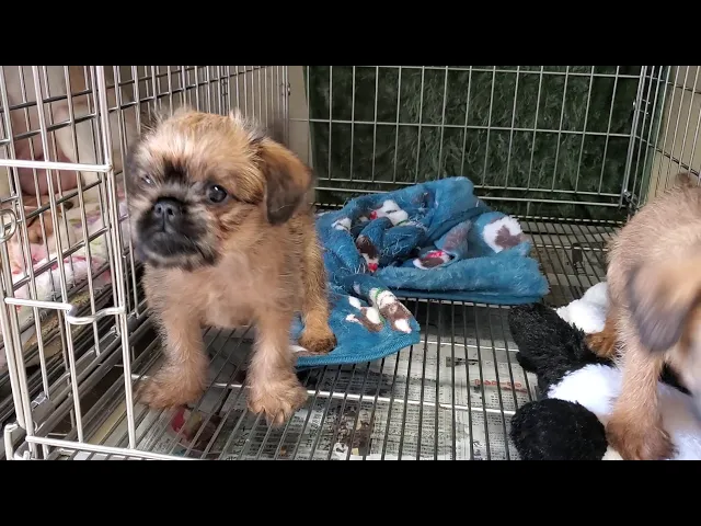 動画
